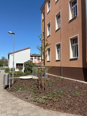Výsadba